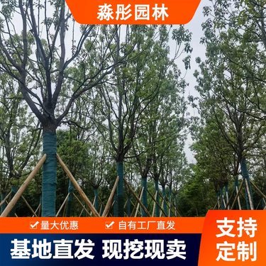 香樟樹45公分胸徑市場報價解析及其在園林景觀工程中的應用